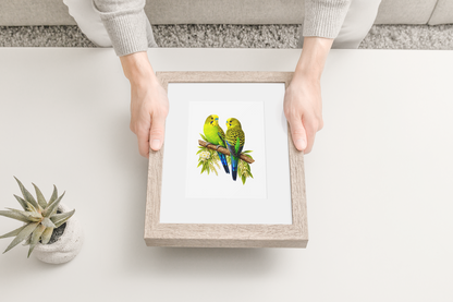 Wild Budgies Puzzle Art Australia