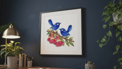 Splendid Fairy wrens